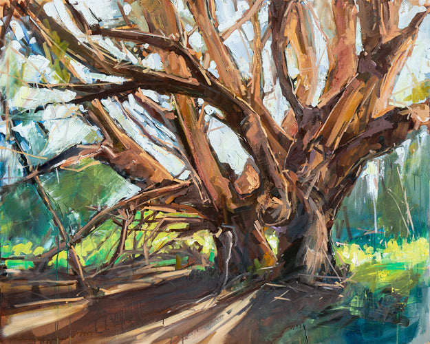 Brobdingnag Tree - San Simeon Point by Drew Davis — Oil on Canvas, 48×60 in